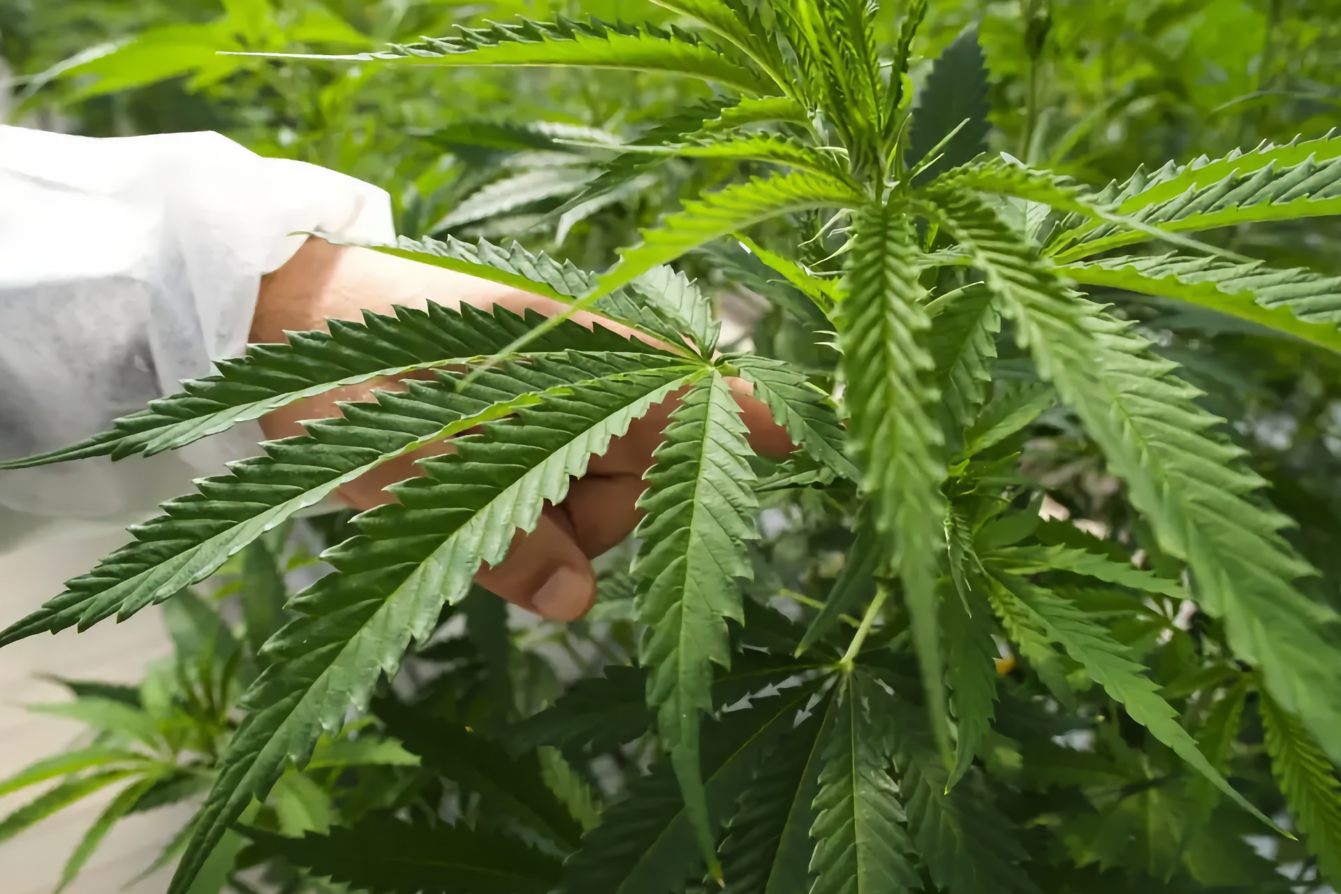 Cannabis medicale a Tenerife: primo impianto a luce naturale