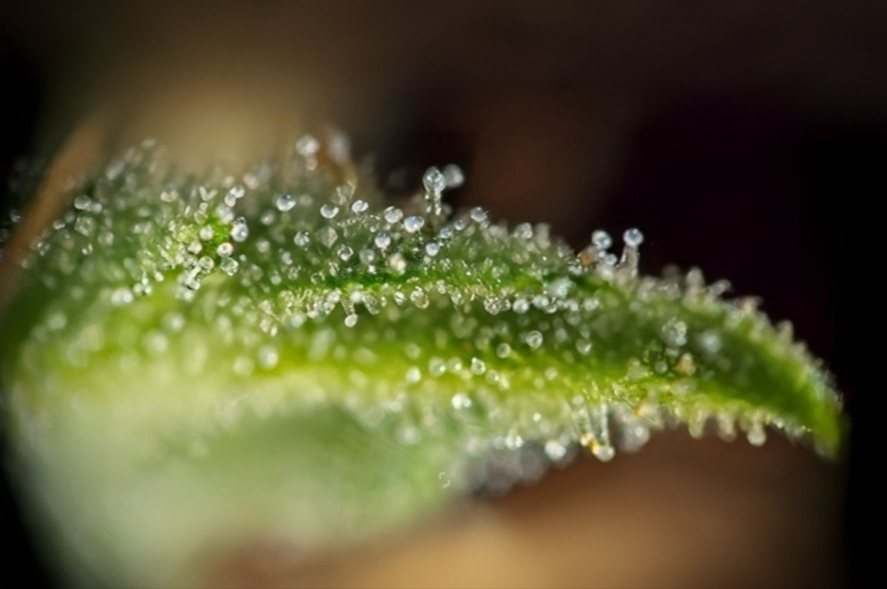 Terpeni e Profili Aromatici della Cannabis